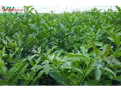 Cung cấp Lá Chanh Thái tươi, lá chanh thái sấy khô xuất khẩu số lượng lớn, ổn định quanh năm.